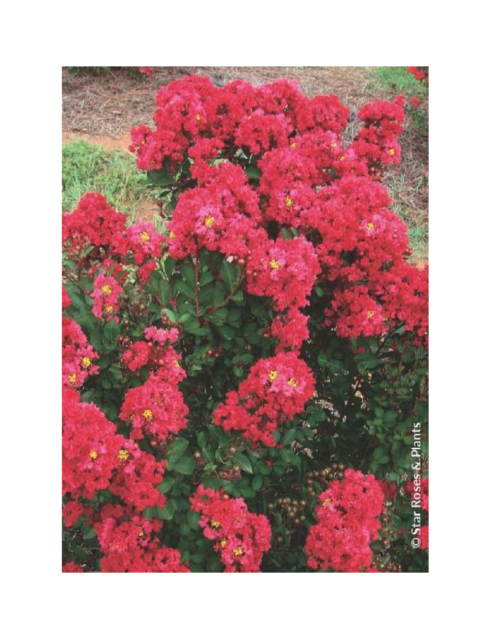 LAGERSTROEMIA ENDURING RED