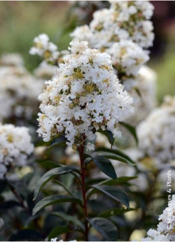 LAGERSTROEMIA ENDURING WHITE