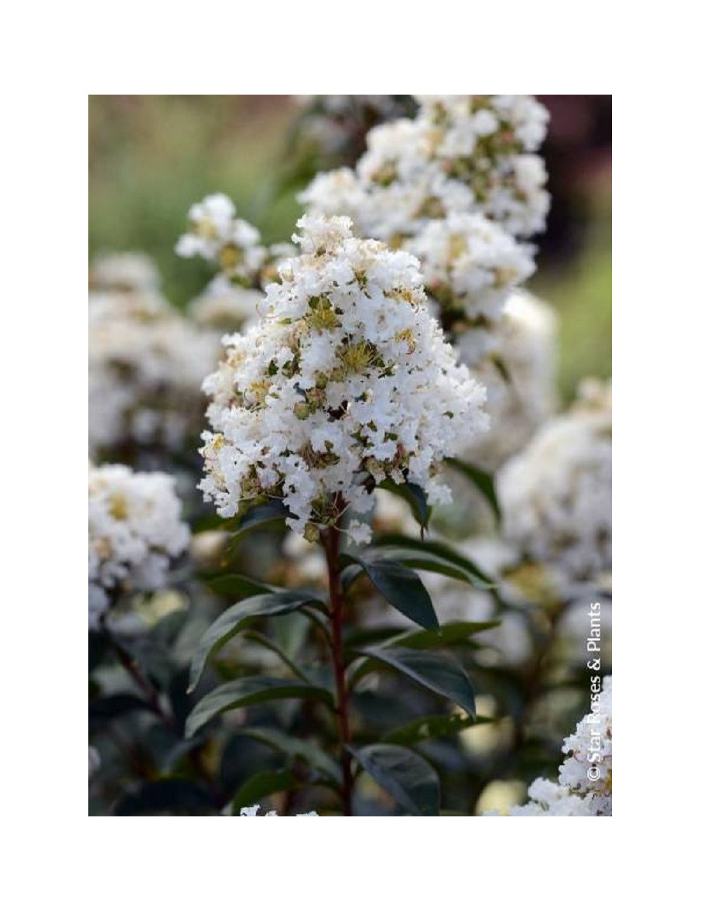 LAGERSTROEMIA ENDURING WHITE