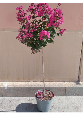 LAGERSTROEMIA En pot de 10-12 litres forme tige hauteur du tronc 090-110 cm