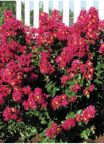 LAGERSTROEMIA BERRY DAZZLE