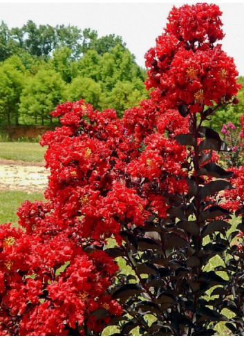 LAGERSTROEMIA BLACK SOLITAIRE BEST RED