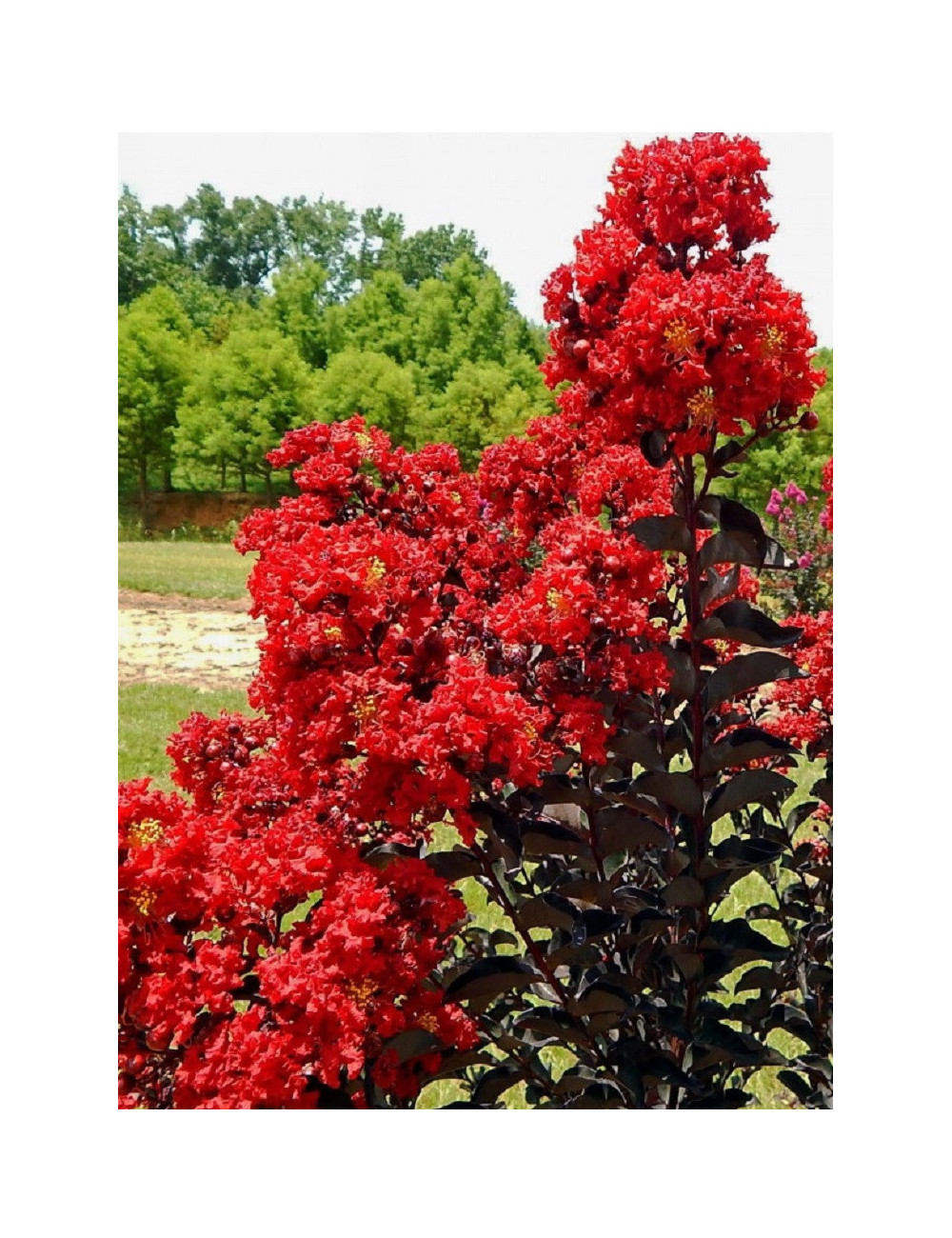 LAGERSTROEMIA BLACK SOLITAIRE BEST RED