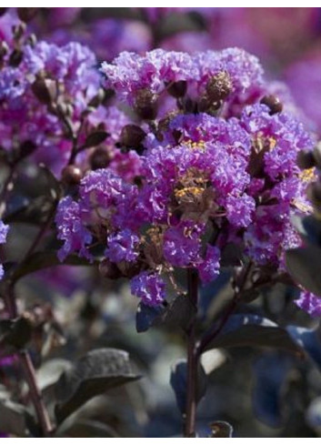 LAGERSTROEMIA BLACK SOLITAIRE LAVENDER LACE