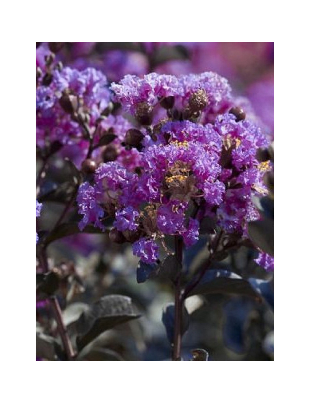 LAGERSTROEMIA BLACK SOLITAIRE LAVENDER LACE