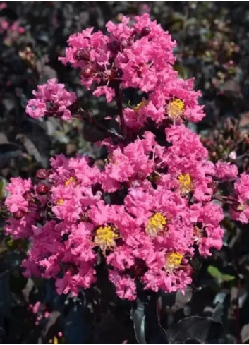 LAGERSTROEMIA BLACK SOLITAIRE SHELL PINK