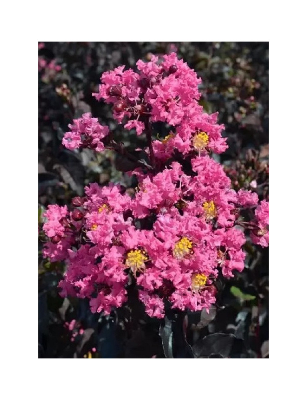 LAGERSTROEMIA BLACK SOLITAIRE SHELL PINK