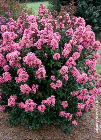 LAGERSTROEMIA CORAL MAGIC