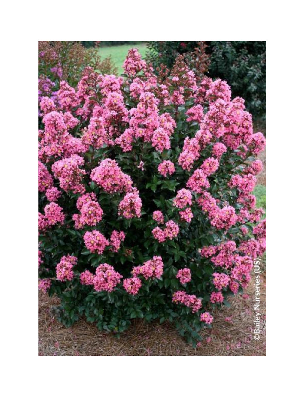 LAGERSTROEMIA CORAL MAGIC