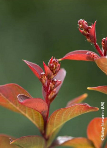 LAGERSTROEMIA CORAL MAGIC