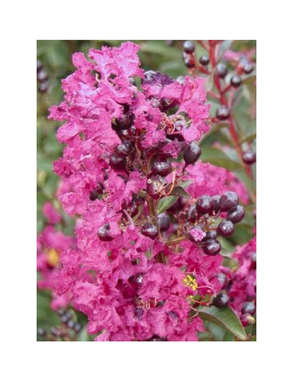 LAGERSTROEMIA ENDURING PINK