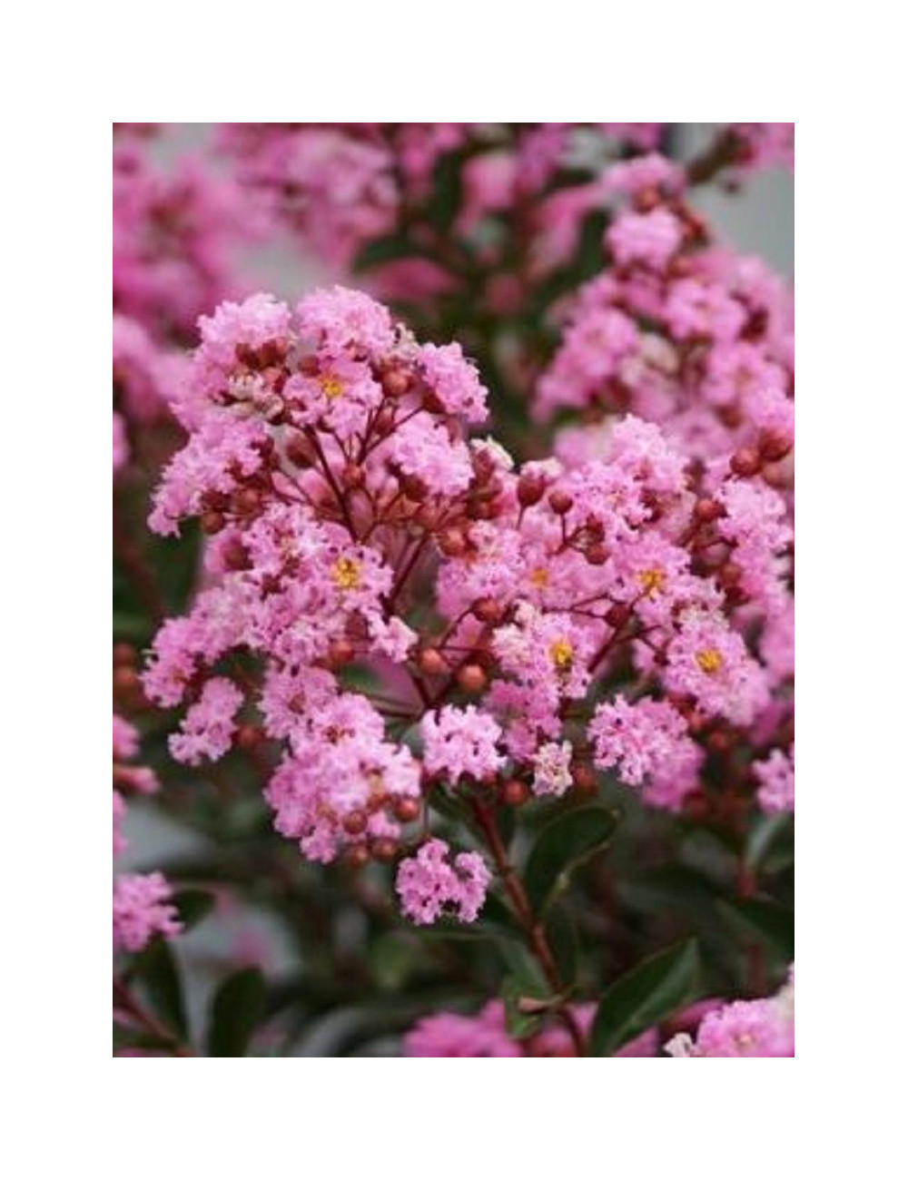 LAGERSTROEMIA EVELINE