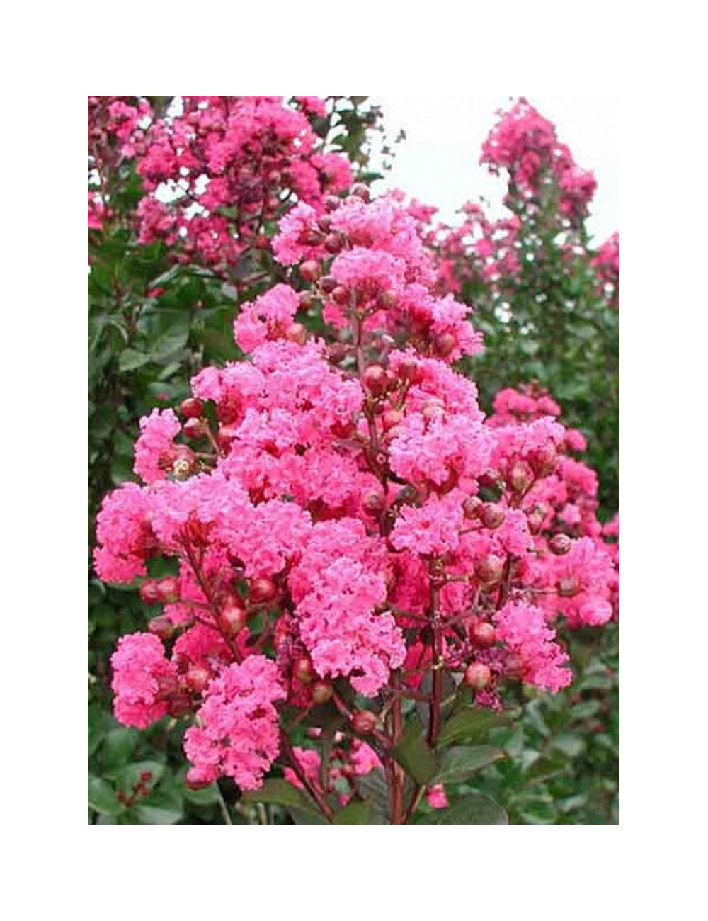 LAGERSTROEMIA PINK VELOUR