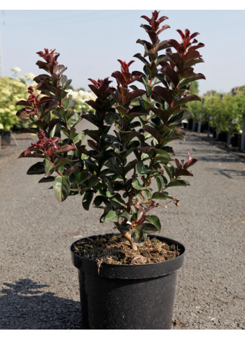 LAGERSTROEMIA PINK VELOUR