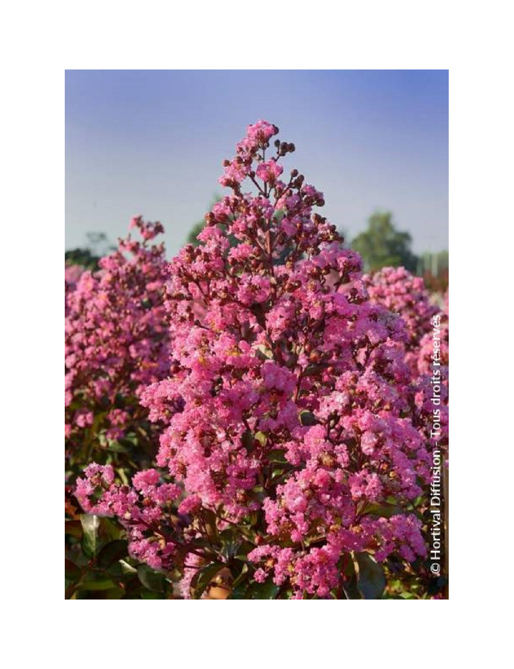 LAGERSTROEMIA RHAPSODY IN PINK