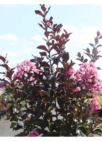 LAGERSTROEMIA RHAPSODY IN PINK