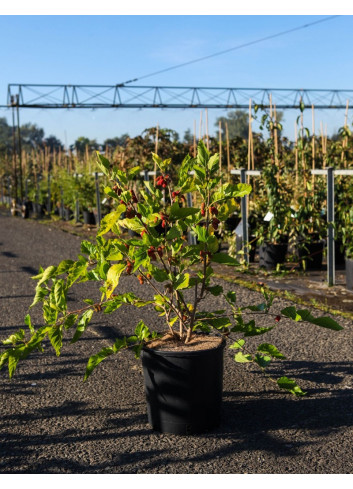 MORUS rotundiloba MOJO BERRY En pot de 12-15 litres