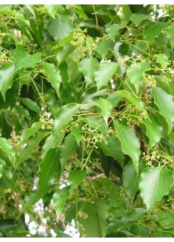 CINNAMOMUM camphora