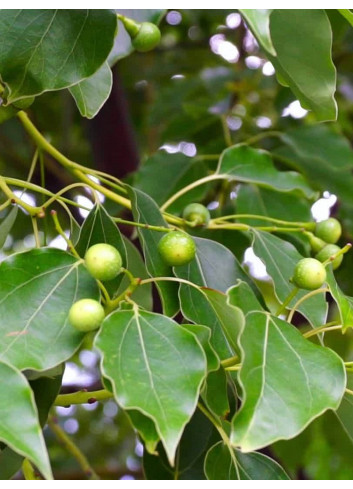 CINNAMOMUM camphora