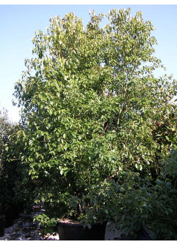 CINNAMOMUM camphora