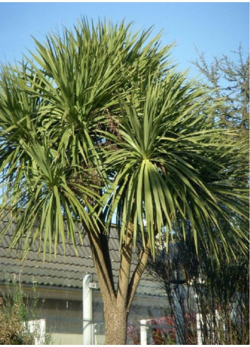 CORDYLINE australis