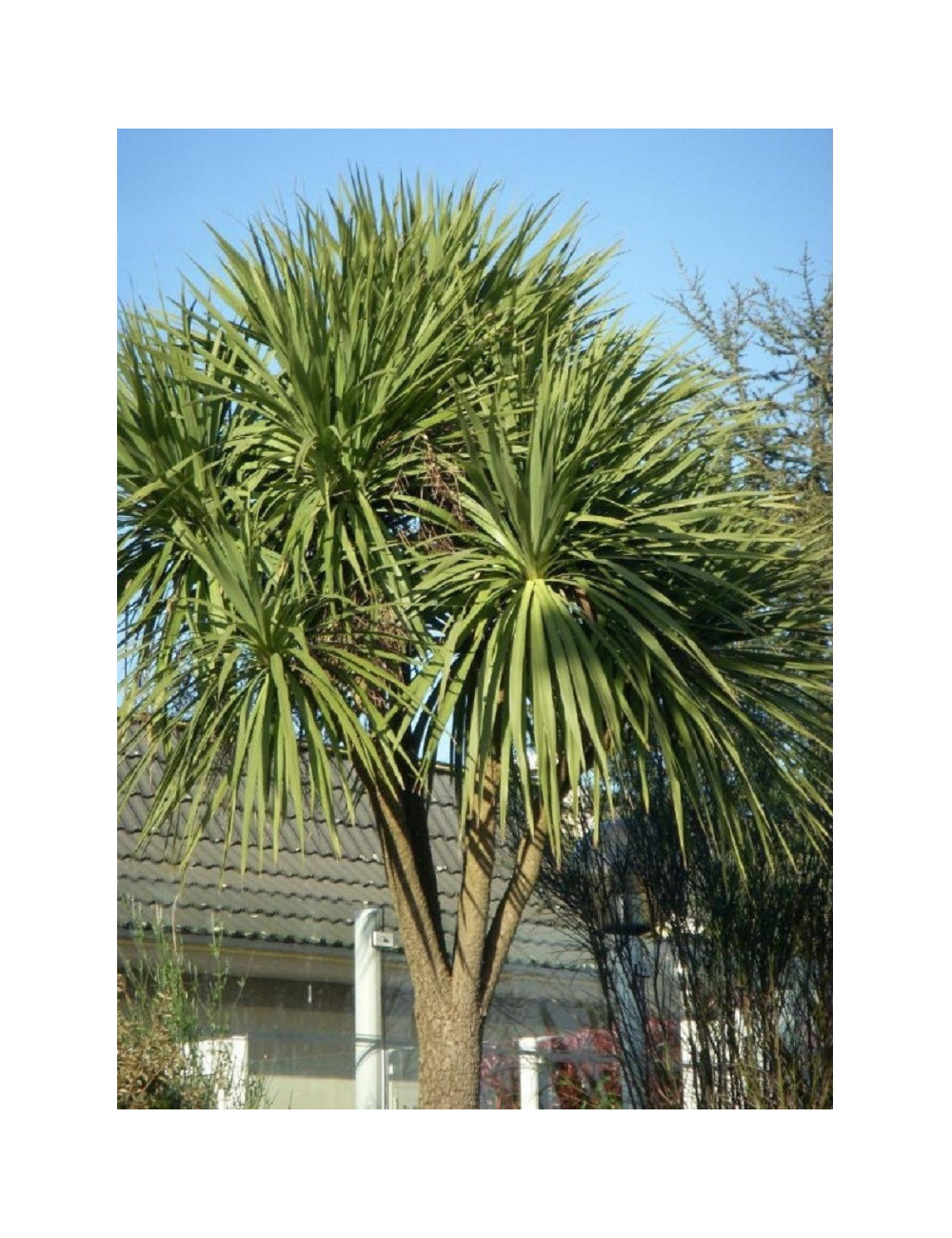 CORDYLINE australis