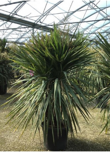 CORDYLINE australis