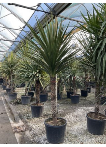 CORDYLINE australis