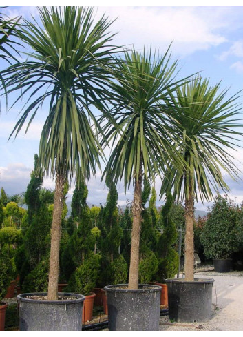 CORDYLINE australis