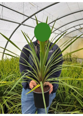 CORDYLINE australis En pot de 4-5 litres