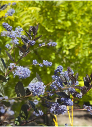 CEANOTHUS TUXEDO