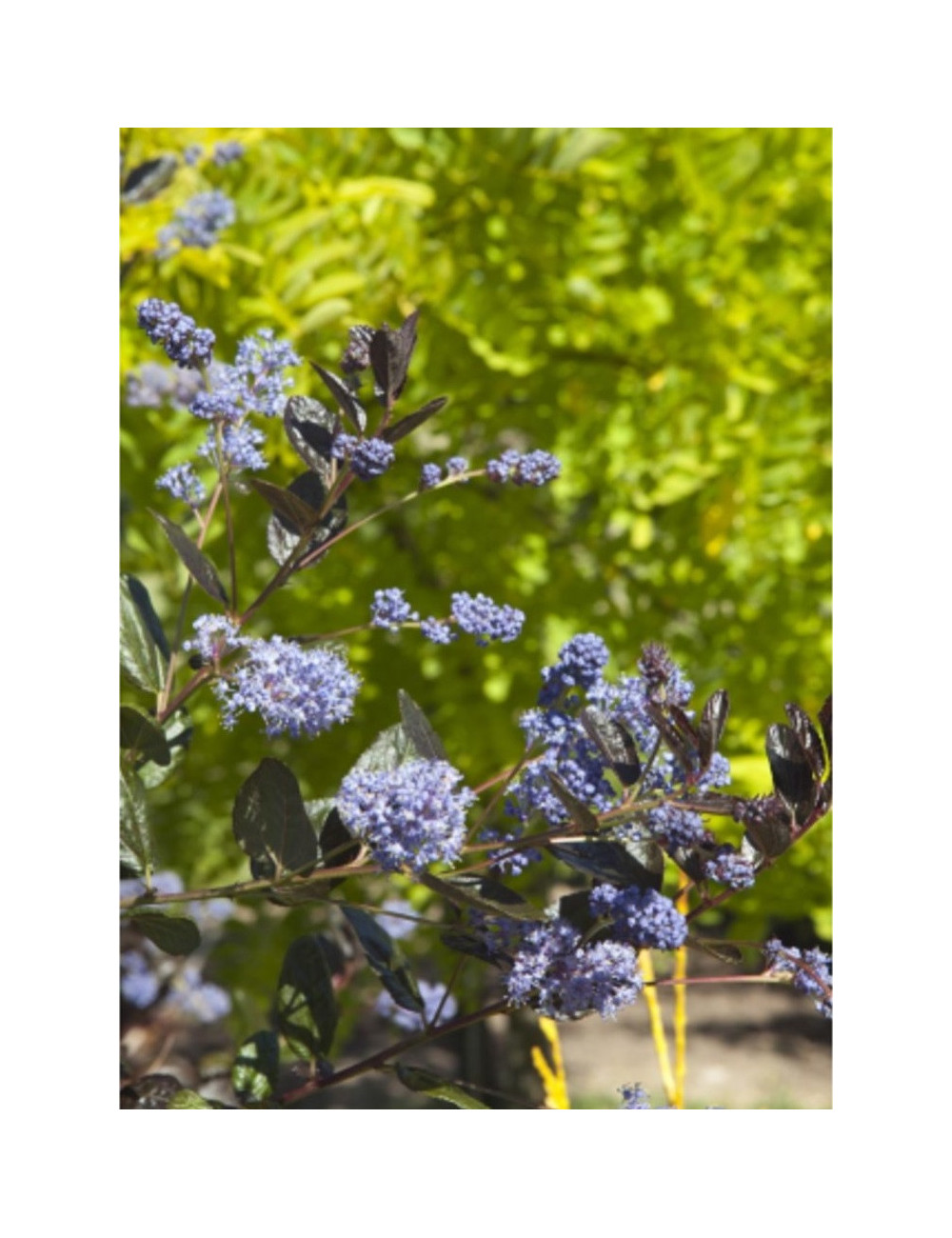 CEANOTHUS TUXEDO