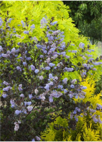 CEANOTHUS TUXEDO