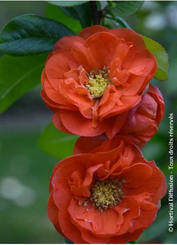 CHAENOMELES speciosa MANGO STORM