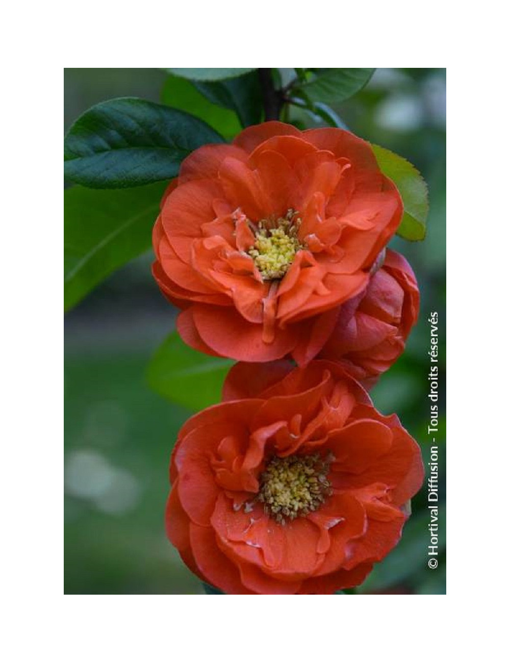 CHAENOMELES speciosa MANGO STORM