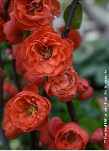 CHAENOMELES speciosa MANGO STORM