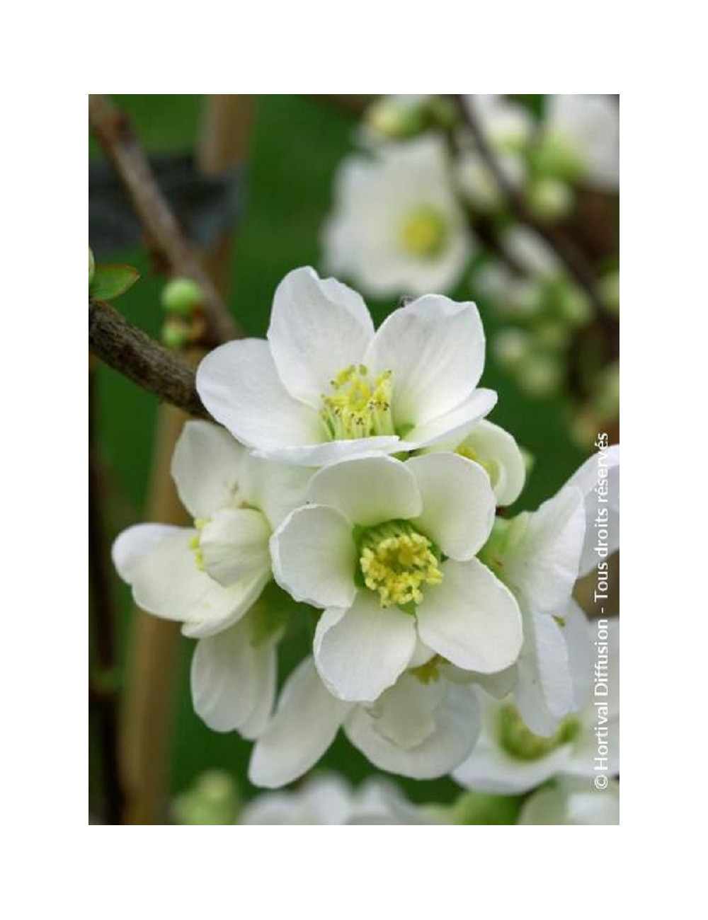 CHAENOMELES speciosa NIVALIS