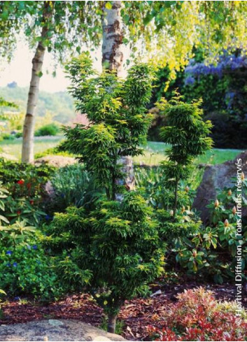 ACER palmatum SHISHIGASHIRA