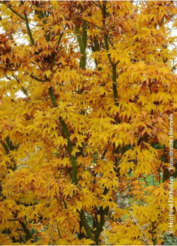 ACER palmatum SHISHIGASHIRA