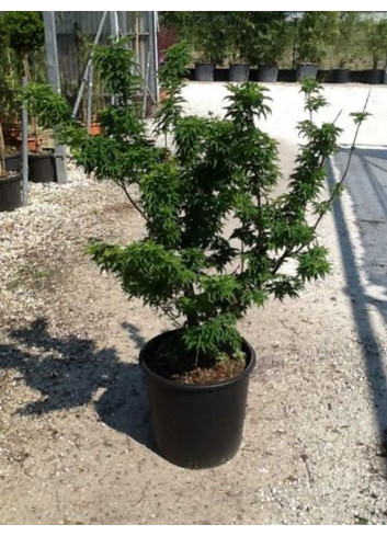 ACER palmatum SHISHIGASHIRA En pot de 15-20 litres