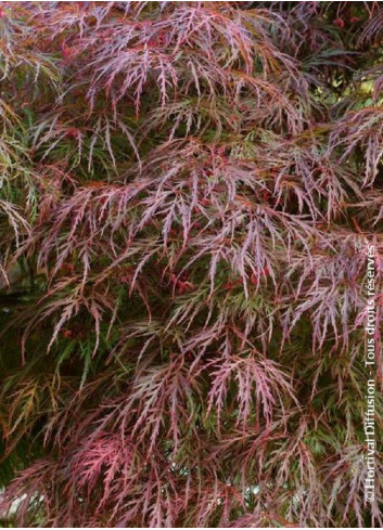 ACER palmatum DISSECTUM GARNET