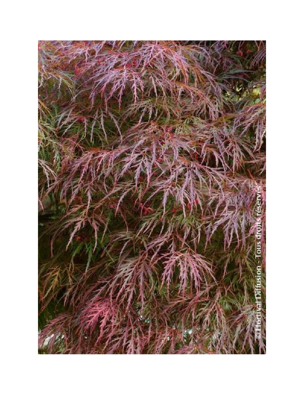 ACER palmatum DISSECTUM GARNET