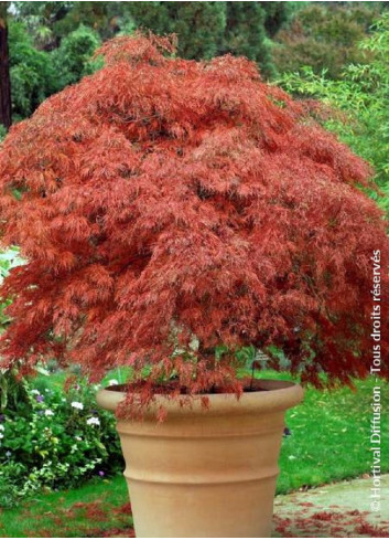 ACER palmatum DISSECTUM GARNET