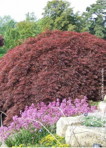 ACER palmatum DISSECTUM GARNET