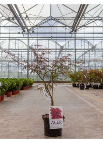 ACER palmatum DISSECTUM GARNET En pot de 4-5 litres