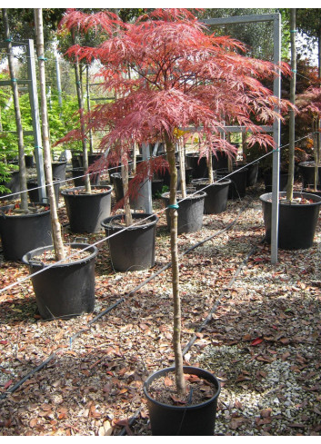 ACER palmatum DISSECTUM GARNET En pot 15-20 litres forme tige hauteur du tronc 090-110 cm