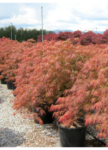 ACER palmatum DISSECTUM GARNET En pot de 35-50 litres