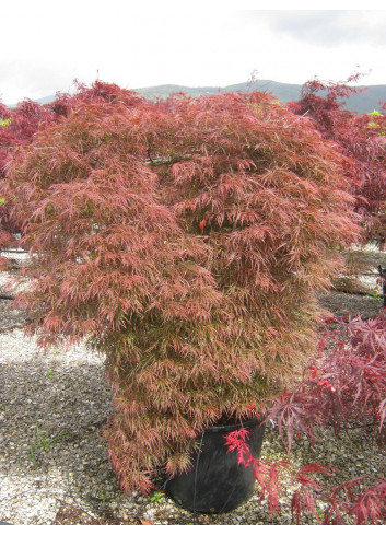 ACER palmatum DISSECTUM GARNET En pot de 50-70 litres