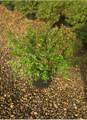 ESCALLONIA RED DREAM En pot de 4-5 litres