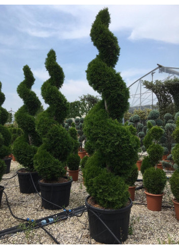 Topiaire (Plante taillée) - THUJA occidentalis SMARAGD (Thuya du Canada émeraude)